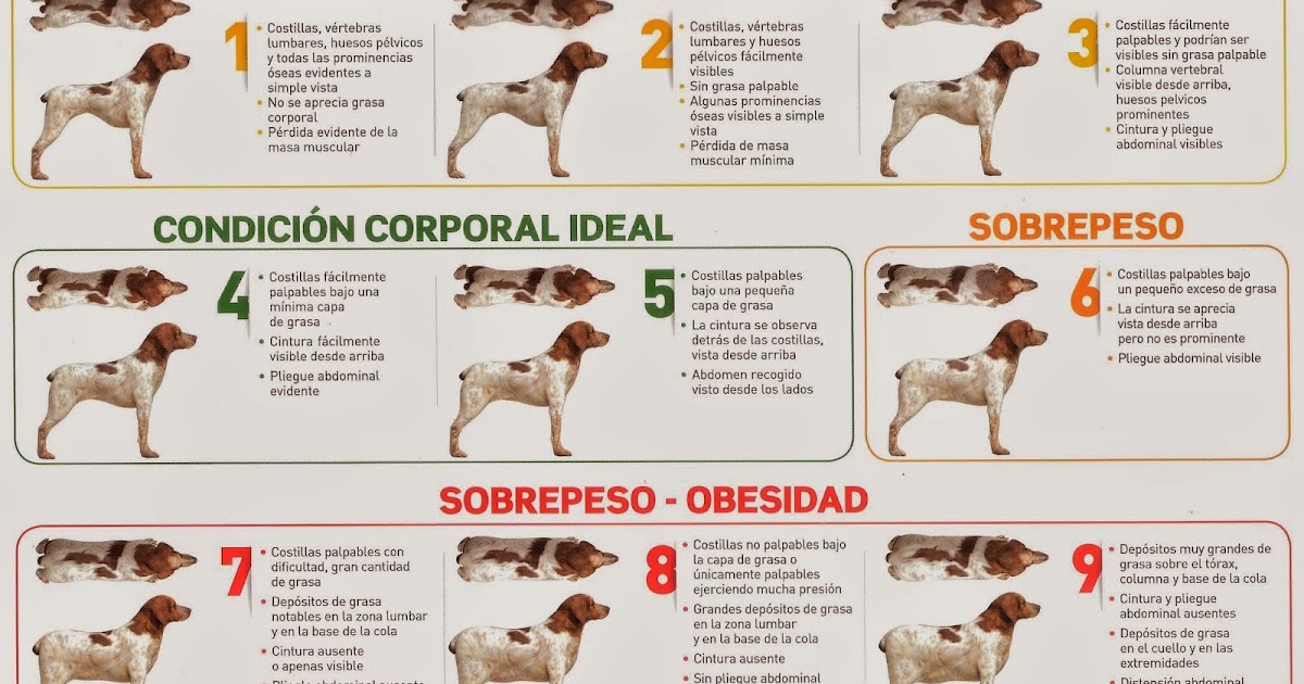 Los programas para la quema de la grasa para los hombres